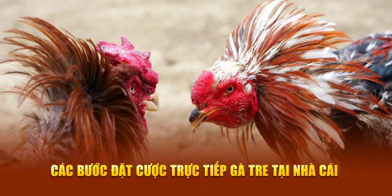 Các bước đặt cược trực tiếp gà tre tại nhà cái Các bước đặt cược trực tiếp gà tre tại nhà cái