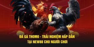 Đá gà Thomo