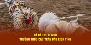 Đá gà tre NEW88