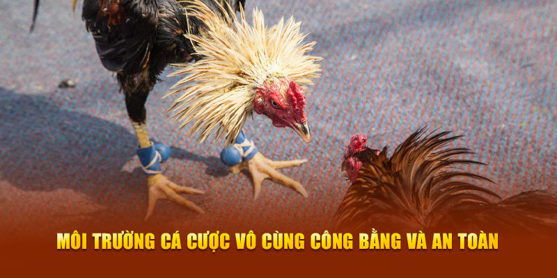 Môi trường cá cược vô cùng công bằng và an toàn Môi trường cá cược vô cùng công bằng và an toàn