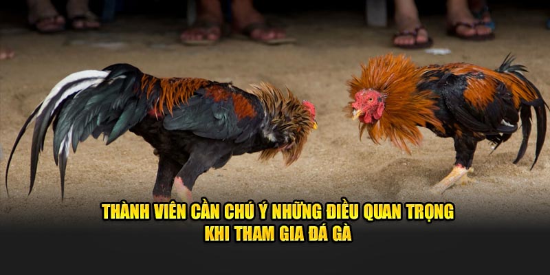 Thành viên cần chú ý những điều quan trọng khi tham gia đá gà Thành viên cần chú ý những điều quan trọng khi tham gia đá gà